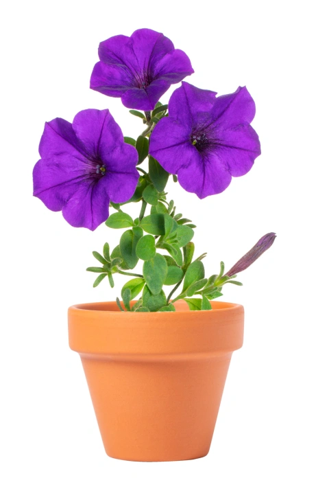 Soltax Ghiveci_5